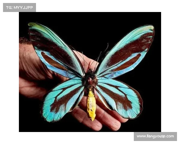 蝴蝶平原启示：生态保护的十大实践